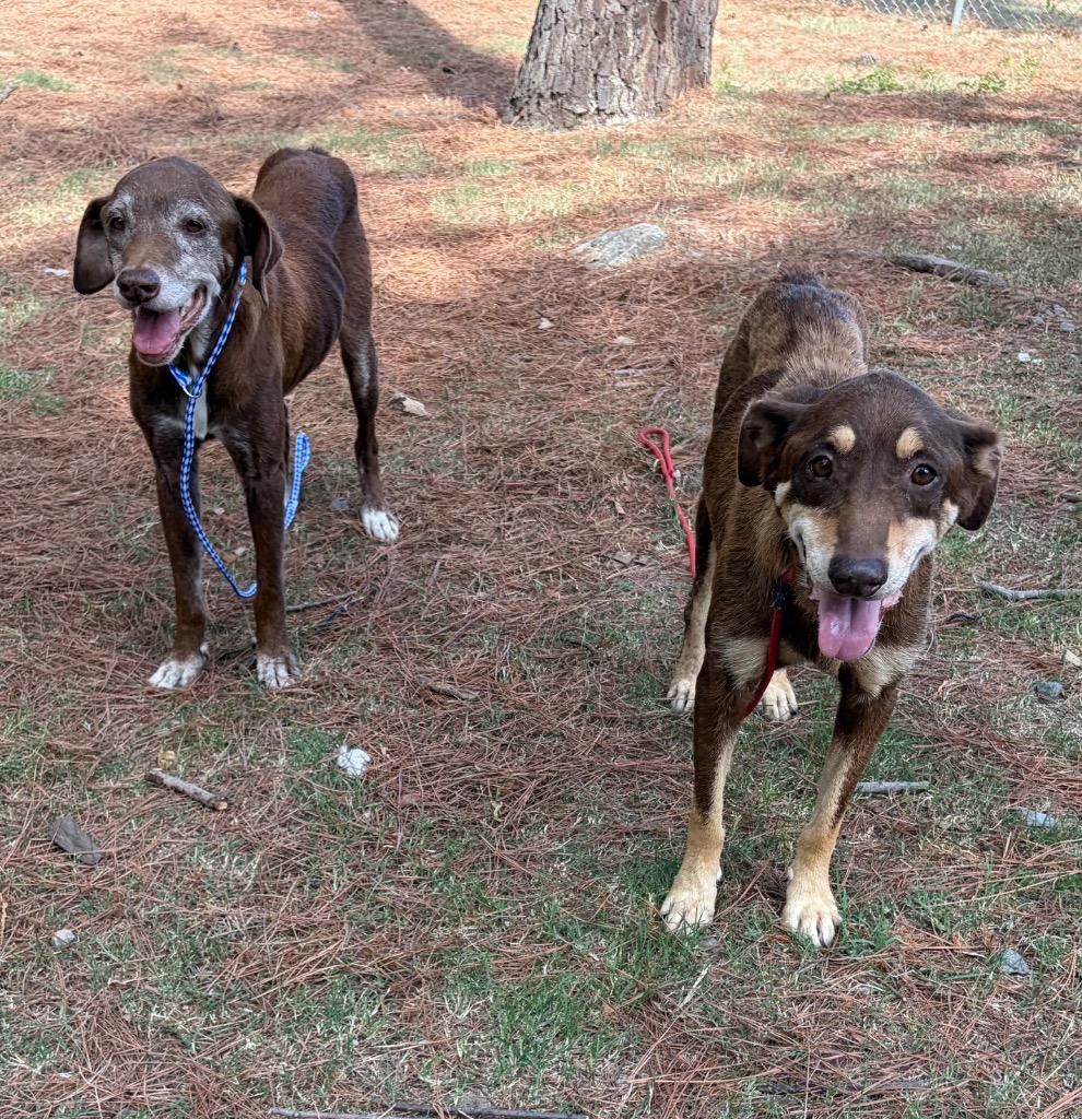 Enlarge Old Lady Bonnie, a Adoptable mixed breed in Little Rock, AR image 2/3