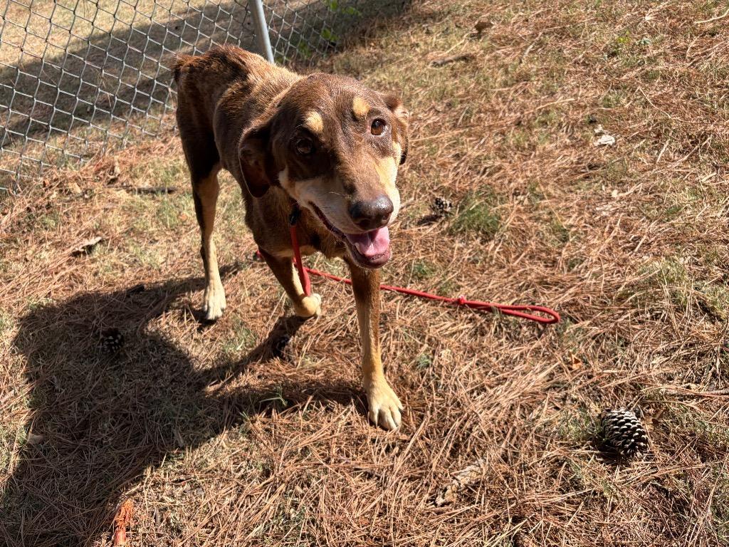 Enlarge Old Lady Bonnie, a Adoptable mixed breed in Little Rock, AR image 3/3