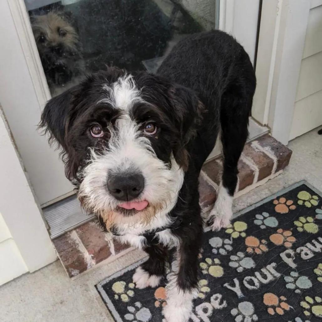 Bernie, Adoptable, Adult Male Sheep Dog & Poodle.