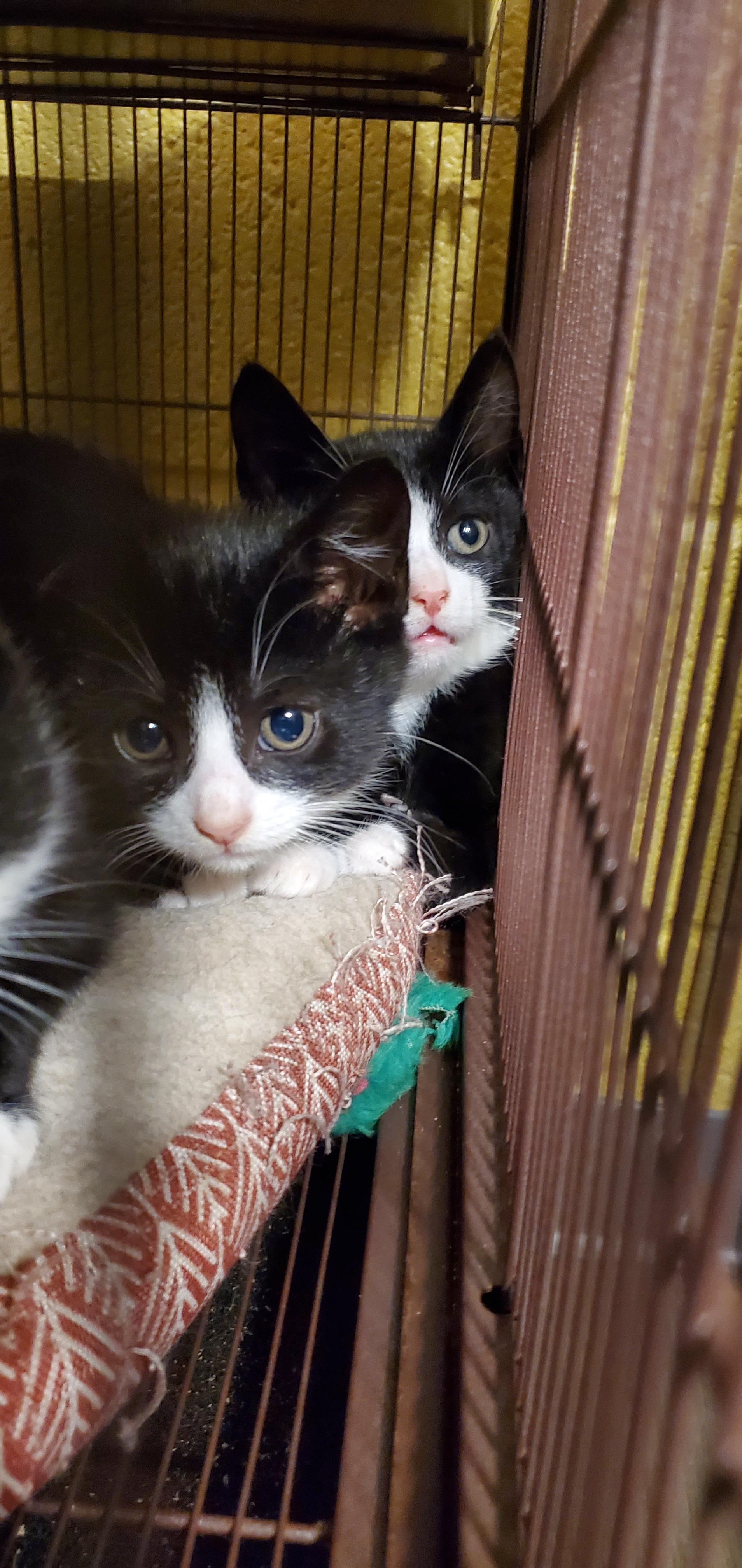 Carrot & Yam - Tiny Tuxedo Siblings!, Adoptable, Kitten Female Domestic Short Hair.