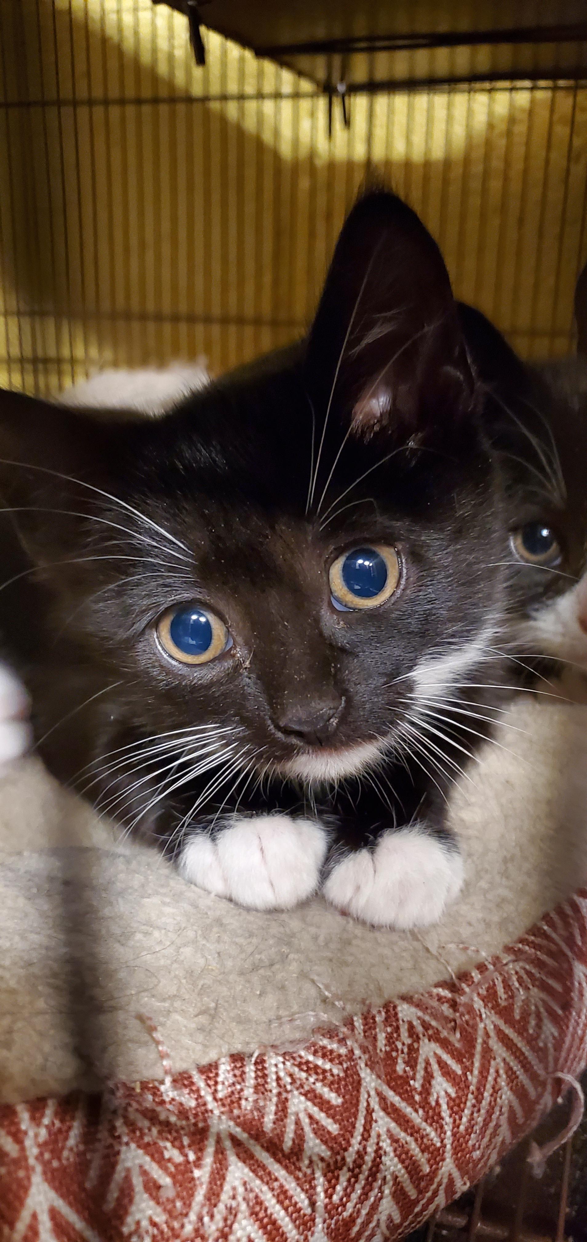 Carrot & Yam - Tiny Tuxedo Siblings!, a Adoptable Domestic Short Hair in Lake Hopatcong, NJ image 4/5