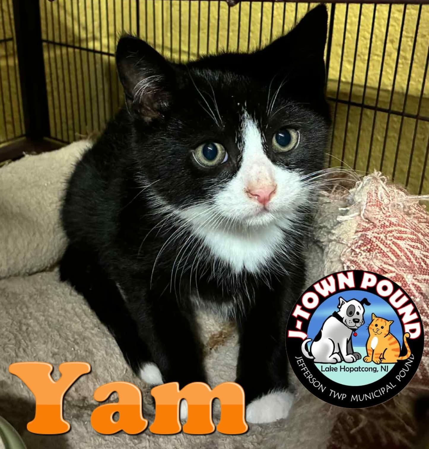 Carrot & Yam - Tiny Tuxedo Siblings!, a Adoptable Domestic Short Hair in Lake Hopatcong, NJ image 2/5