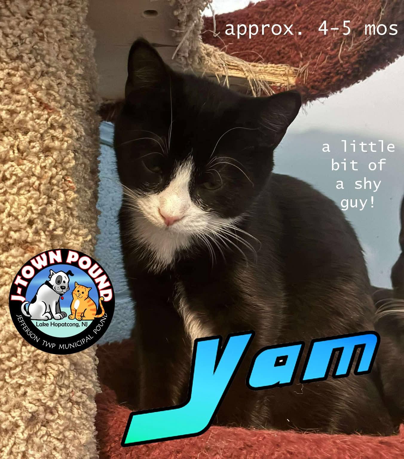 Enlarge Yam - mellow kitten, a Adoptable Domestic Short Hair in Lake Hopatcong, NJ image 2/4
