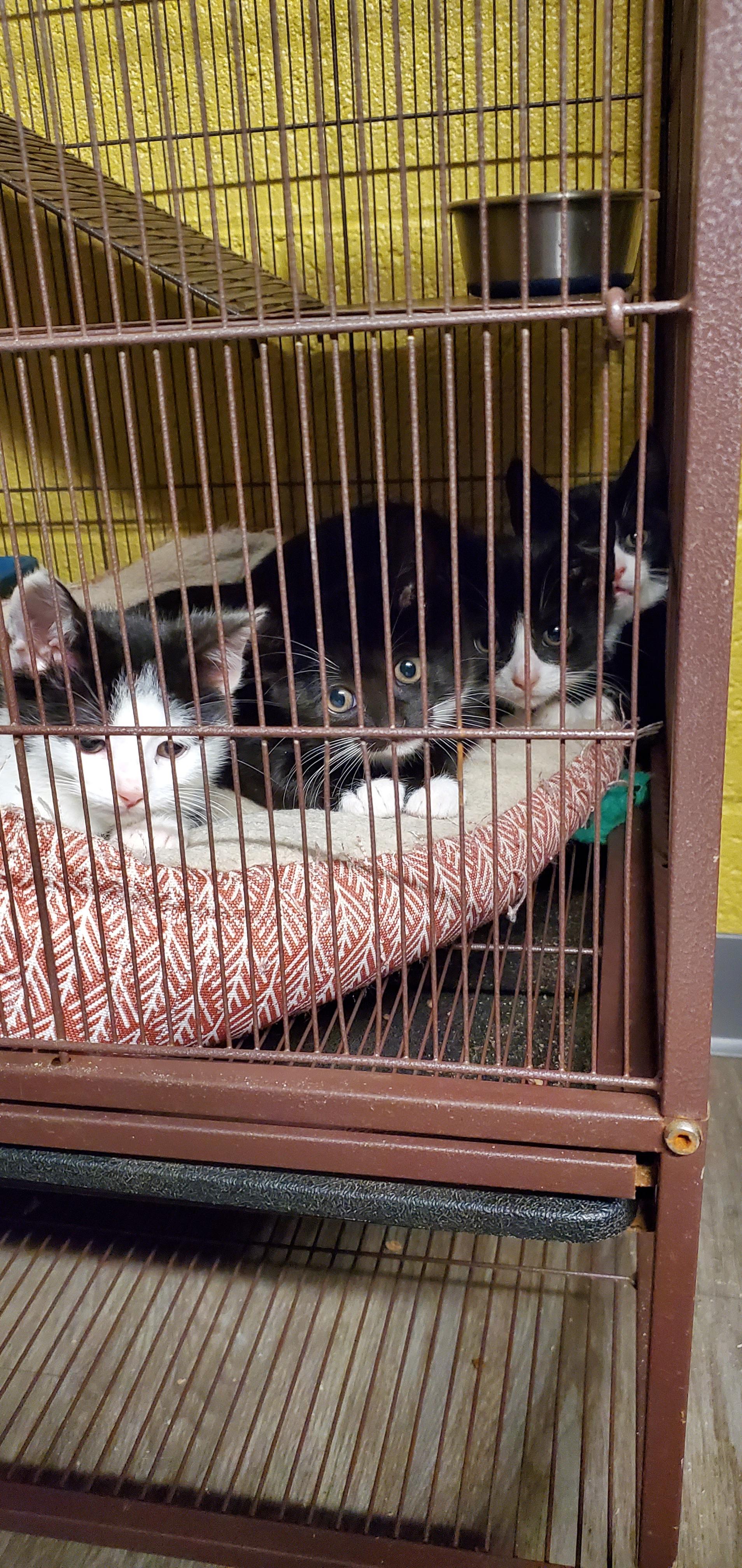 Carrot & Yam - Tiny Tuxedo Siblings!, a Adoptable Domestic Short Hair in Lake Hopatcong, NJ image 5/5