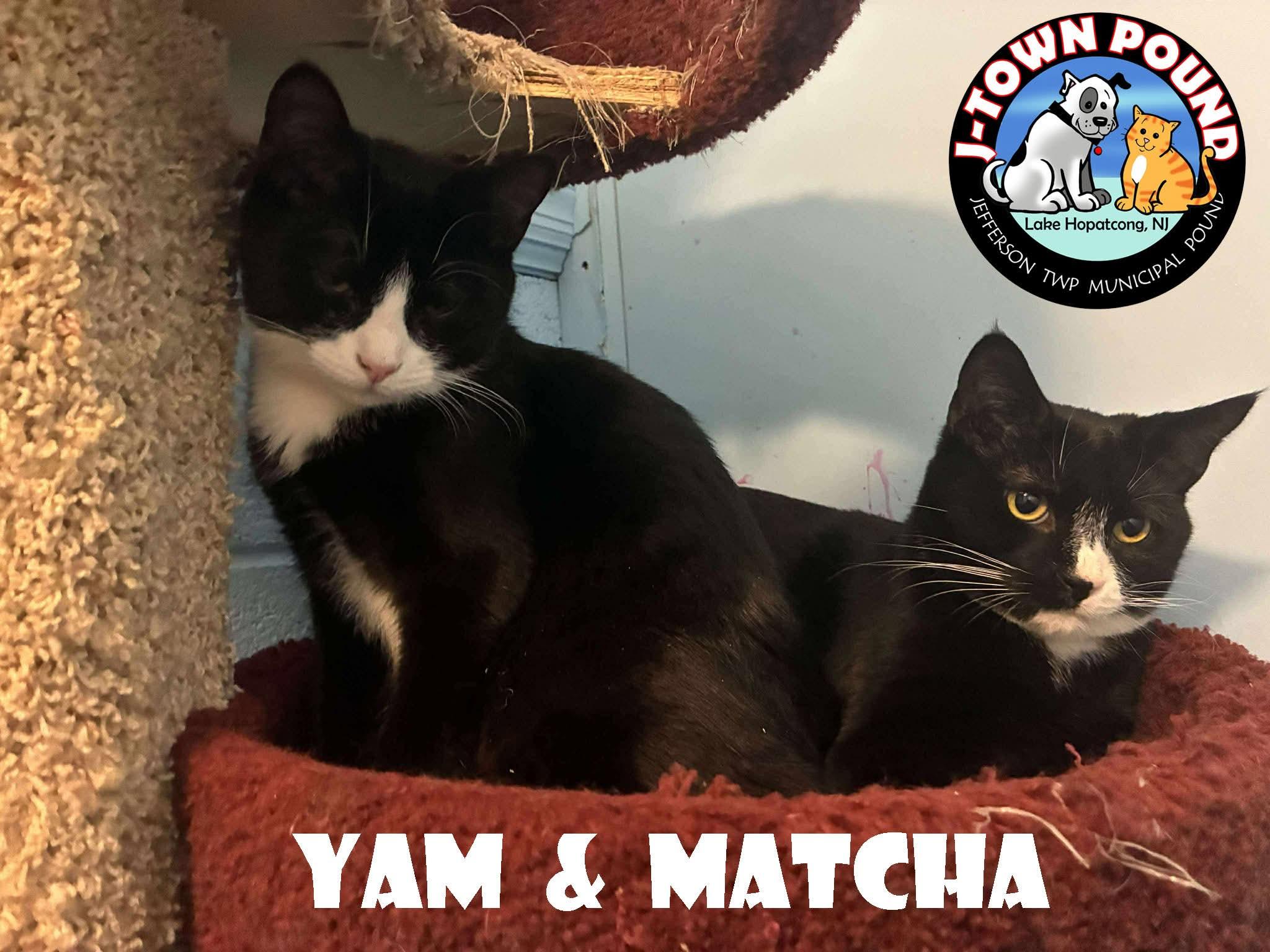 Enlarge Yam - mellow kitten, a Adoptable Domestic Short Hair in Lake Hopatcong, NJ image 4/4