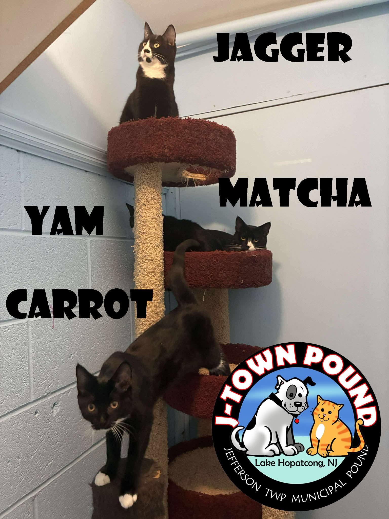 Enlarge Yam - mellow kitten, a Adoptable Domestic Short Hair in Lake Hopatcong, NJ image 3/4