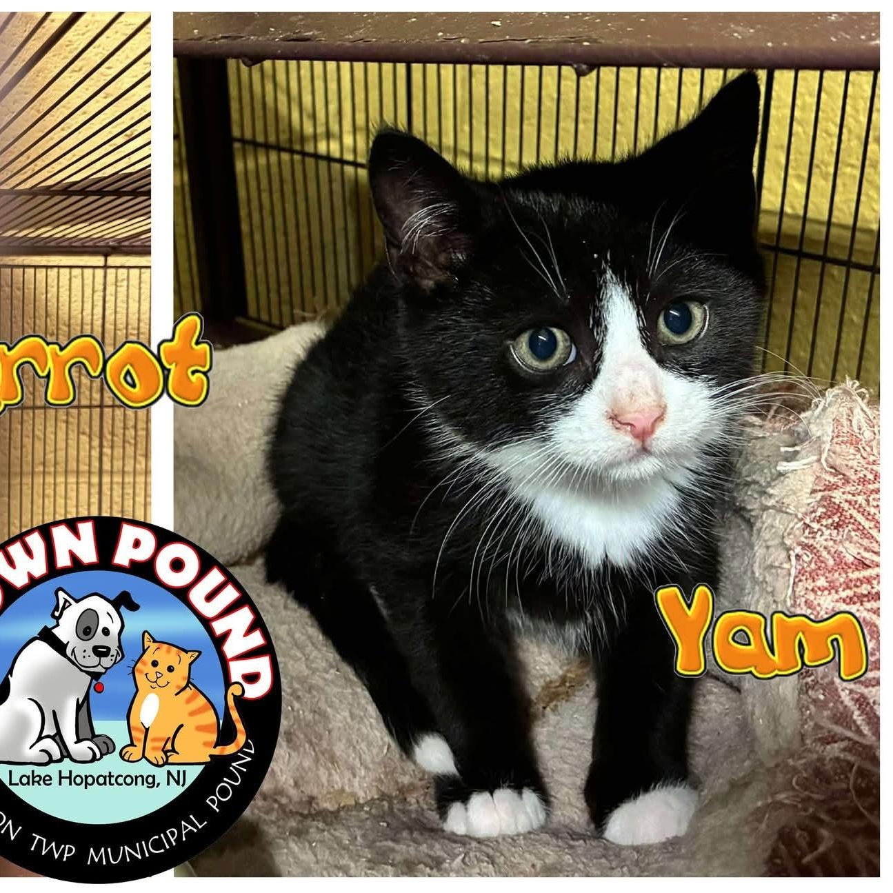 Yam - mellow kitten, Adoptable, Kitten Male Domestic Short Hair.