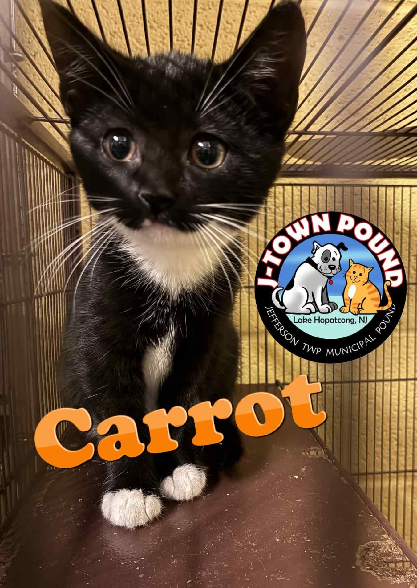 Carrot & Yam - Tiny Tuxedo Siblings!, Adoptable, Kitten Female Domestic Short Hair.