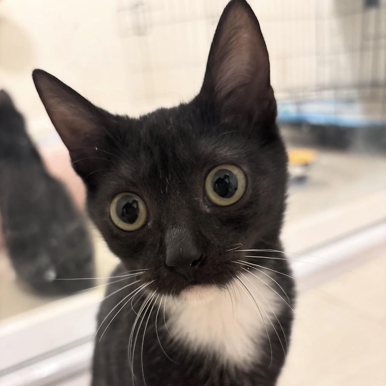 Enlarge Ducky, a Adoptable Domestic Short Hair in Woodbine, MD image 3/6