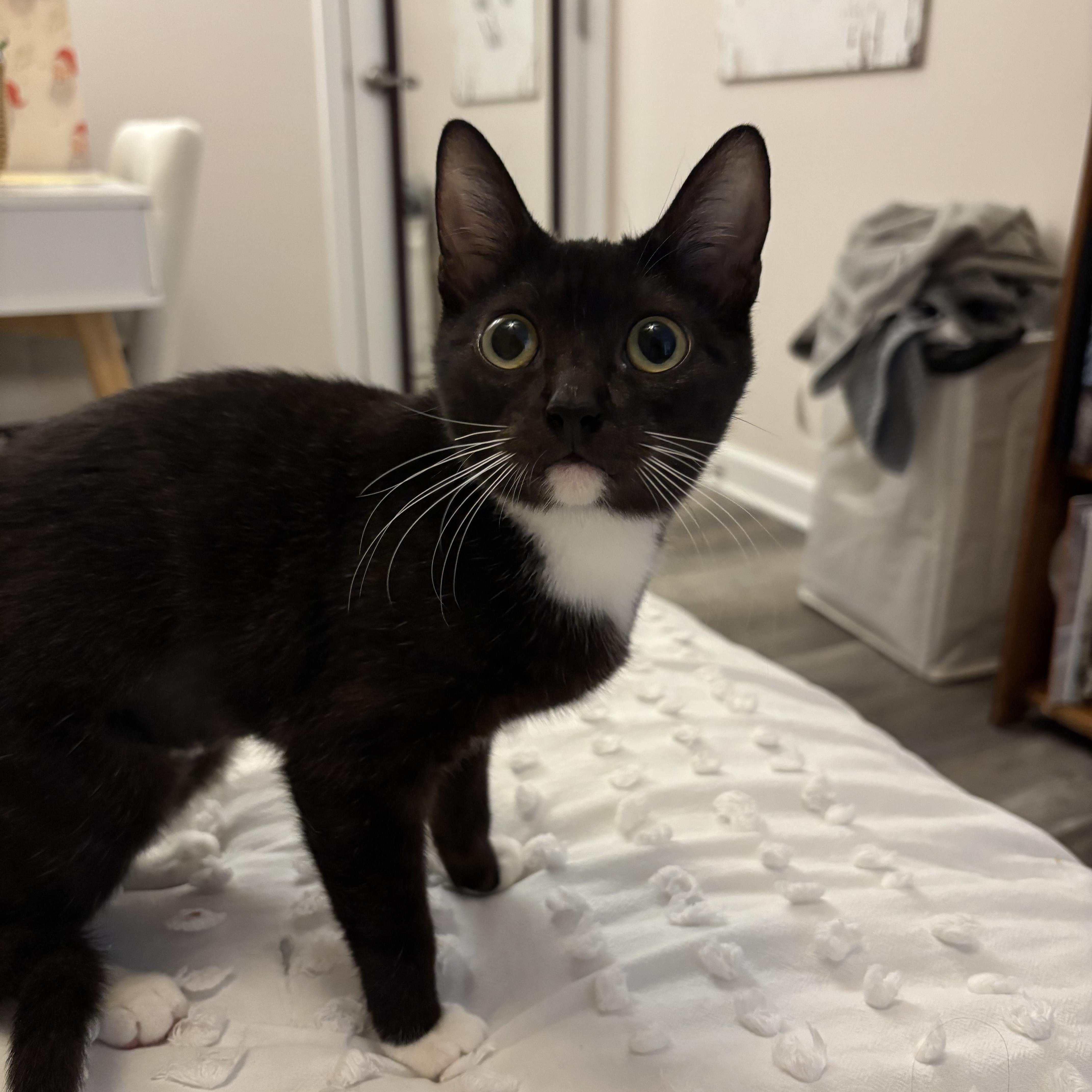 Enlarge Ducky, a Adoptable Domestic Short Hair in Woodbine, MD image 1/6