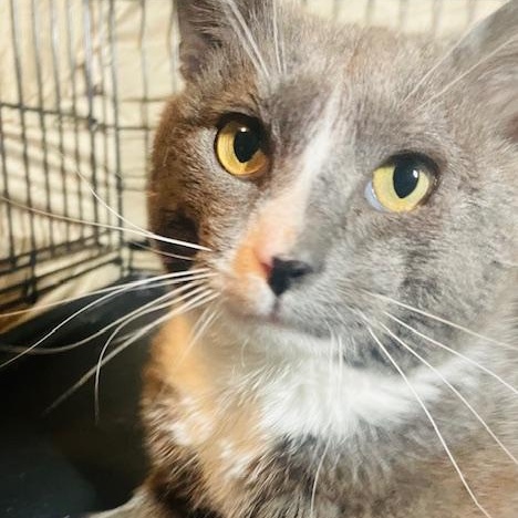 Earl, ADOPTABLE, Adult Male Tuxedo.