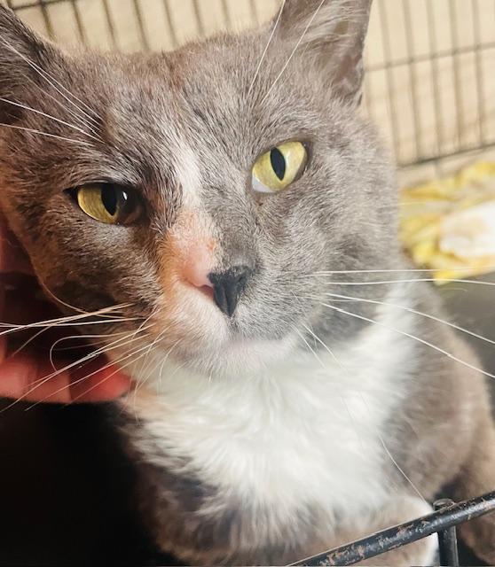 Enlarge Earl, a ADOPTABLE Tuxedo in Maple Shade, NJ image 3/5