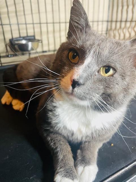 Enlarge Earl, a ADOPTABLE Tuxedo in Maple Shade, NJ image 4/5
