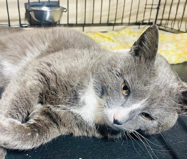 Enlarge Earl, a ADOPTABLE Tuxedo in Maple Shade, NJ image 2/5