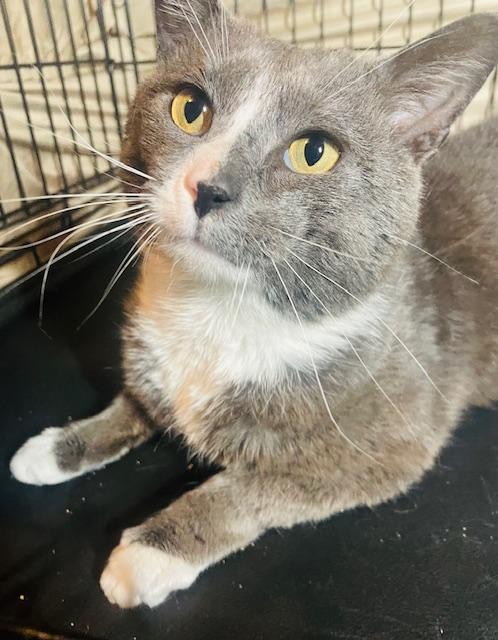 Enlarge Earl, a ADOPTABLE Tuxedo in Maple Shade, NJ image 5/5