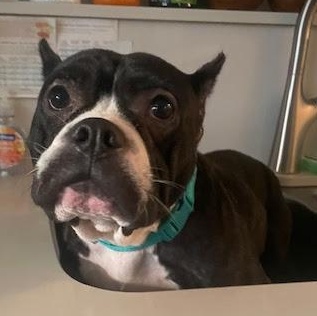 Lily-Fun, Loving Ball of Joy, a Adopted mixed breed in Marina Del Rey, CA image 2/4