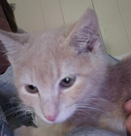 Snickers, Adoptable, Adult Male Domestic Short Hair.