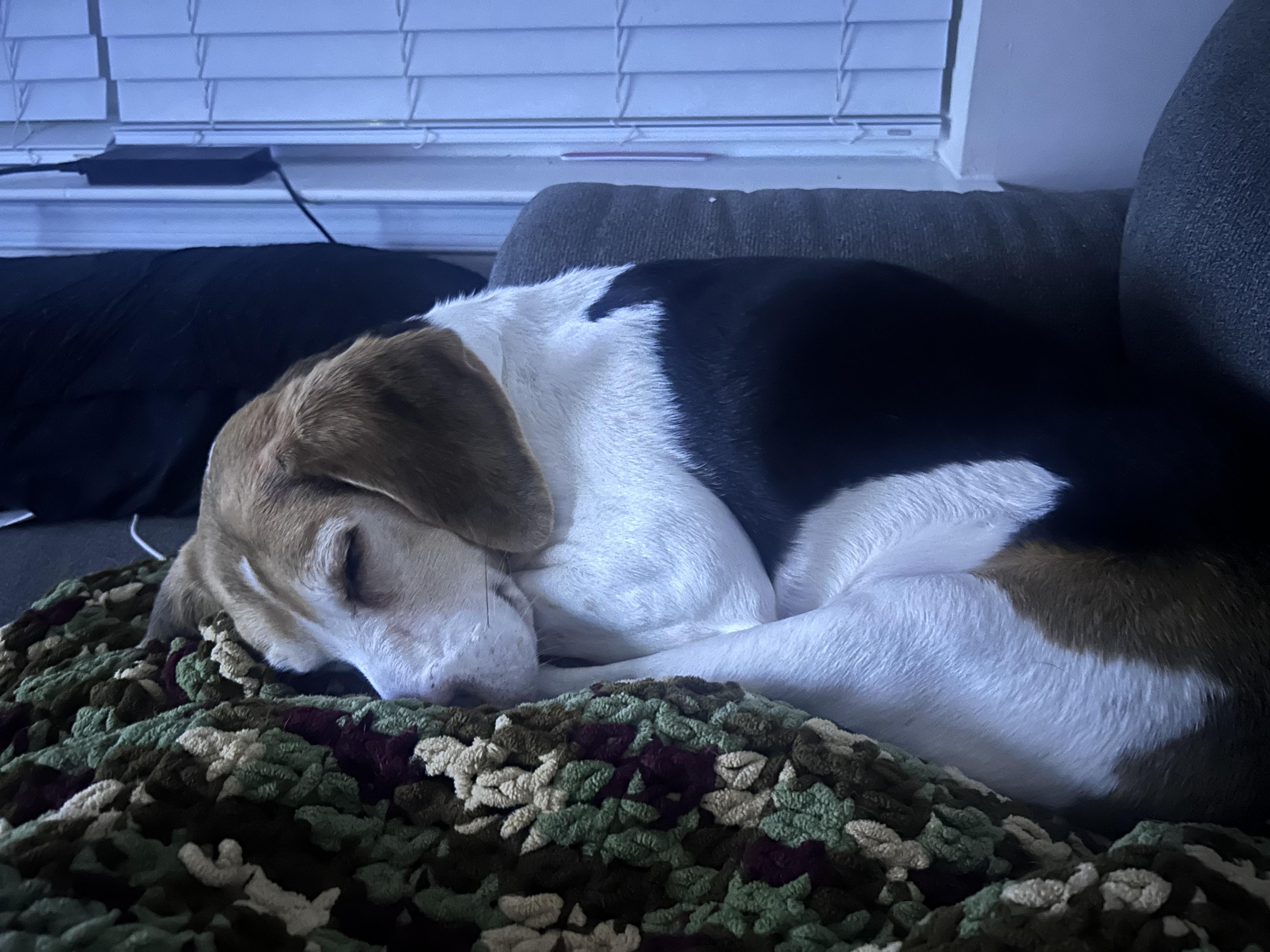 Enlarge Bleu, a Adoptable mixed breed in Glen Allen, VA image 4/4