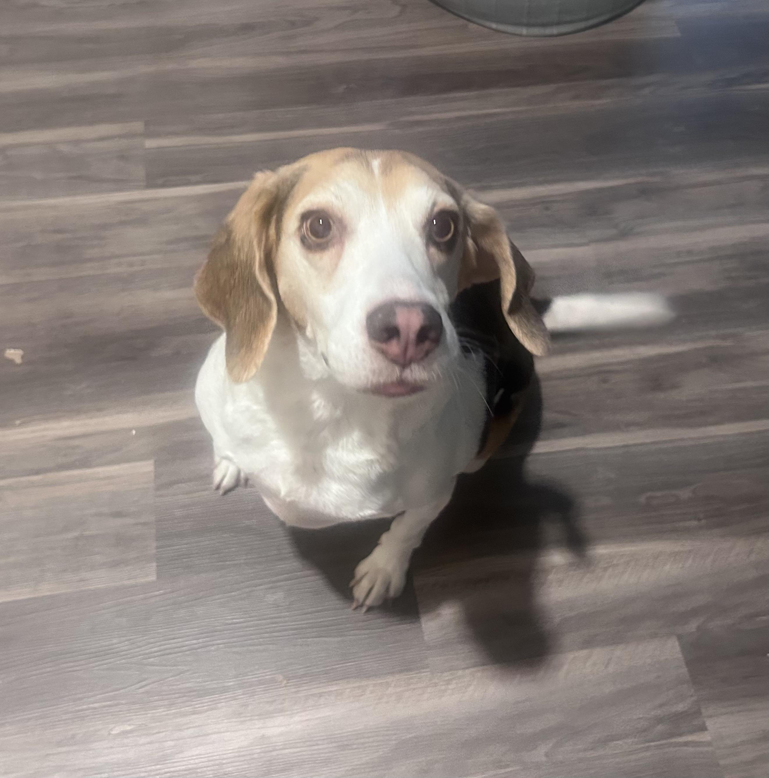 Enlarge Bleu, a Adoptable mixed breed in Glen Allen, VA image 3/4