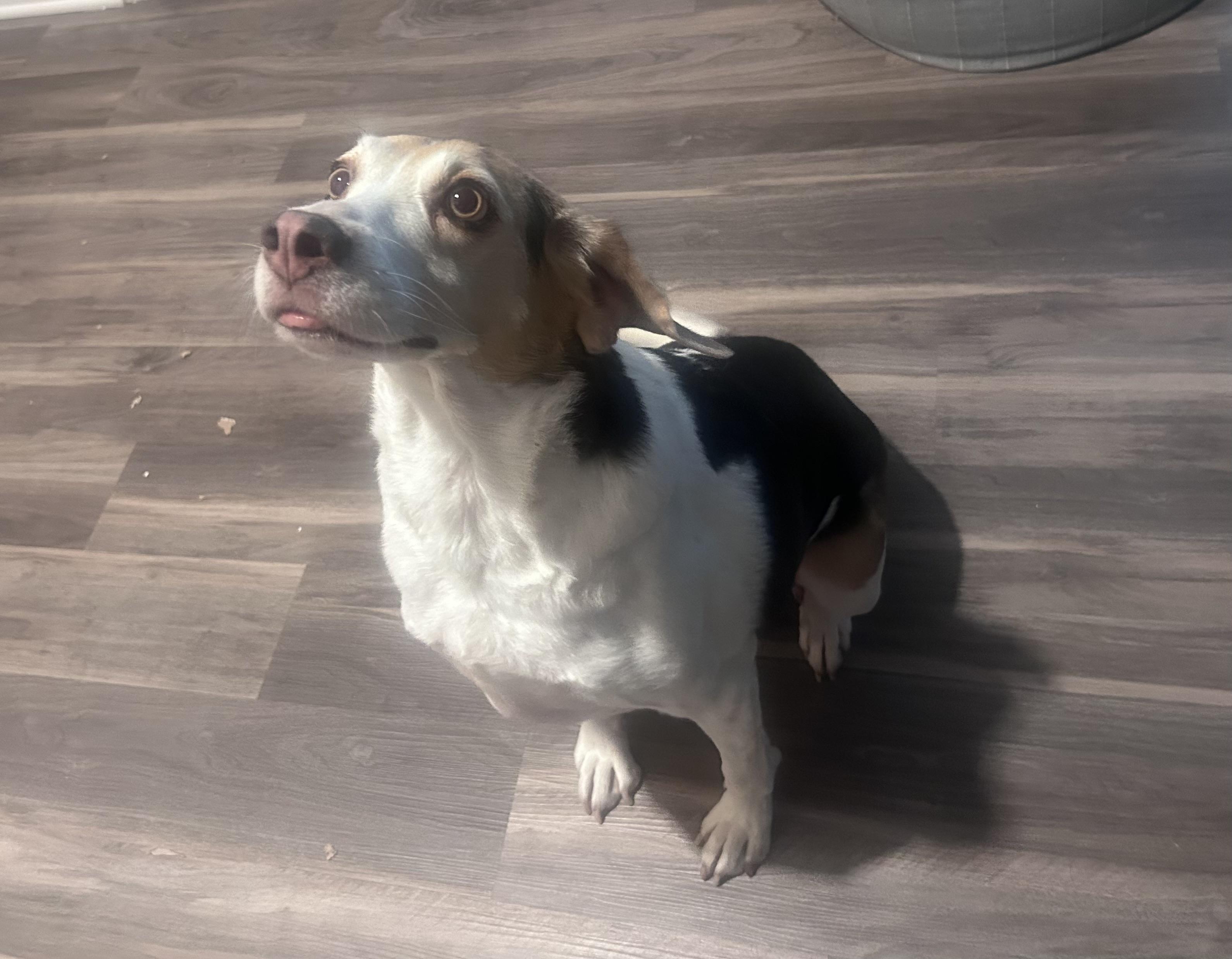 Enlarge Bleu, a Adoptable mixed breed in Glen Allen, VA image 2/4