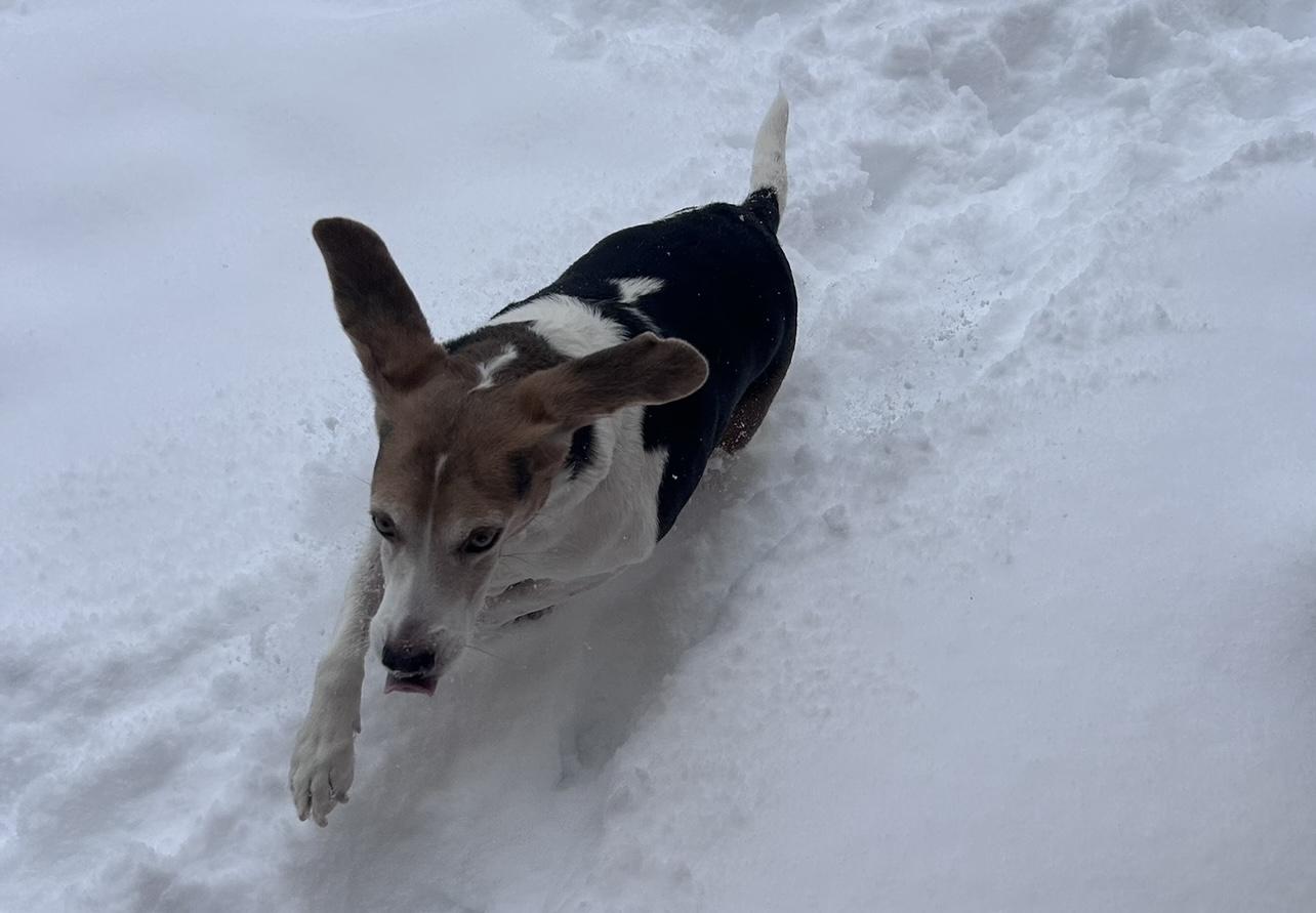 Enlarge Bleu, a Adoptable mixed breed in Glen Allen, VA image 1/4
