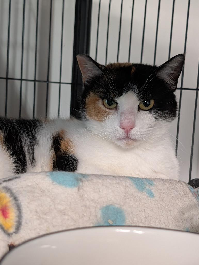 Enlarge Bunni, a Adoptable mixed breed in Shelton, WA image 1/1