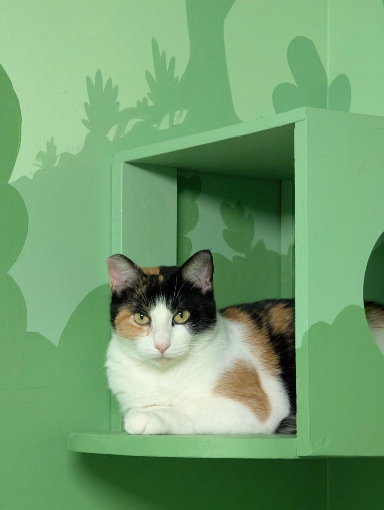 Enlarge Bunni, a Adoptable Calico in Shelton, WA image 2/4