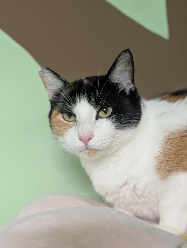 Enlarge Bunni, a Adoptable Calico in Shelton, WA image 3/4