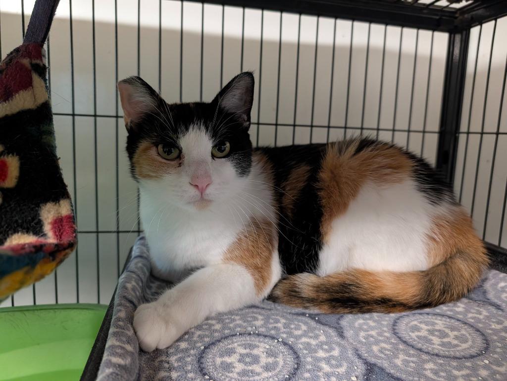 Enlarge Bunni, a Adoptable Calico in Shelton, WA image 2/2