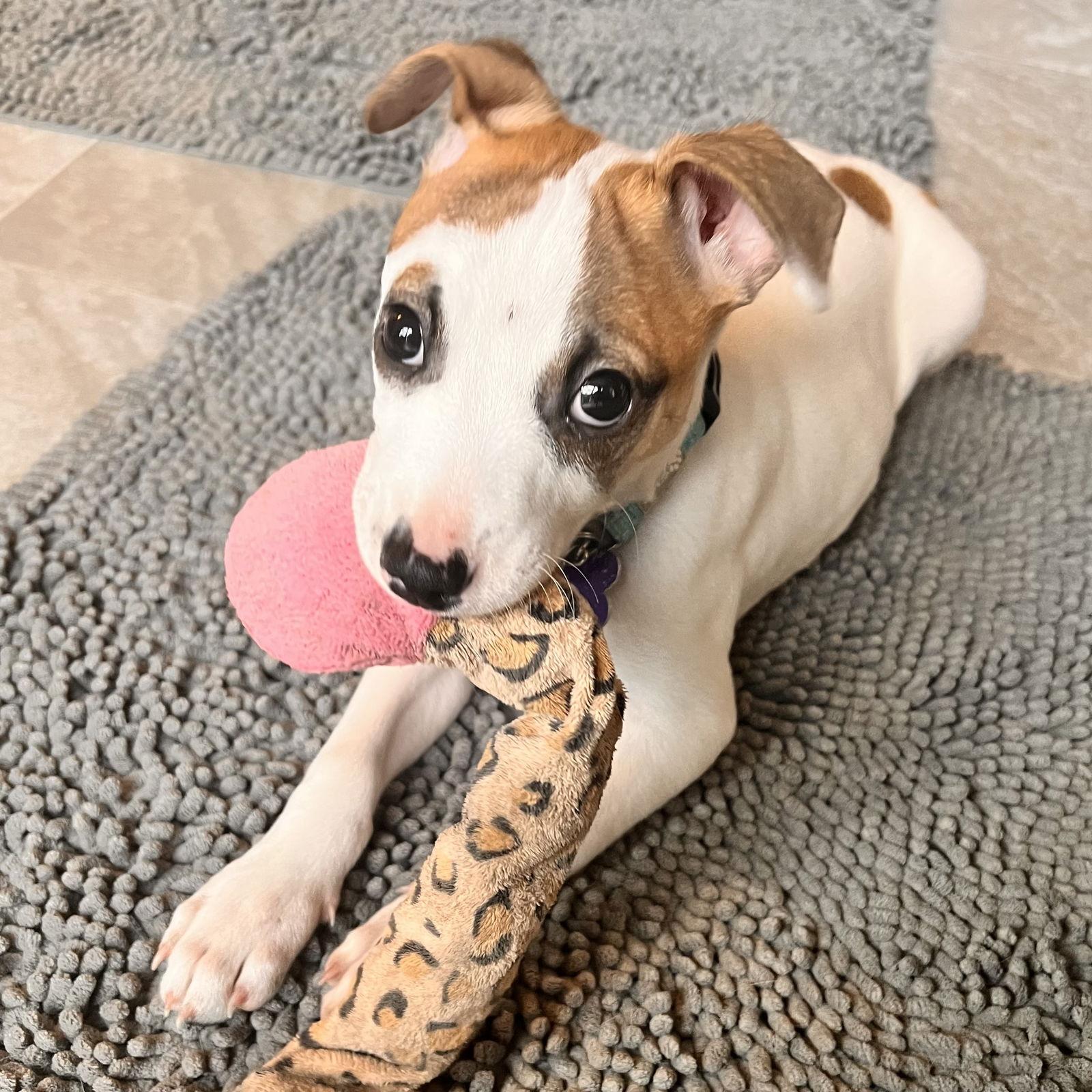 Spud 2026, Adoptable, Puppy Male Feist & Jack Russell Terrier.