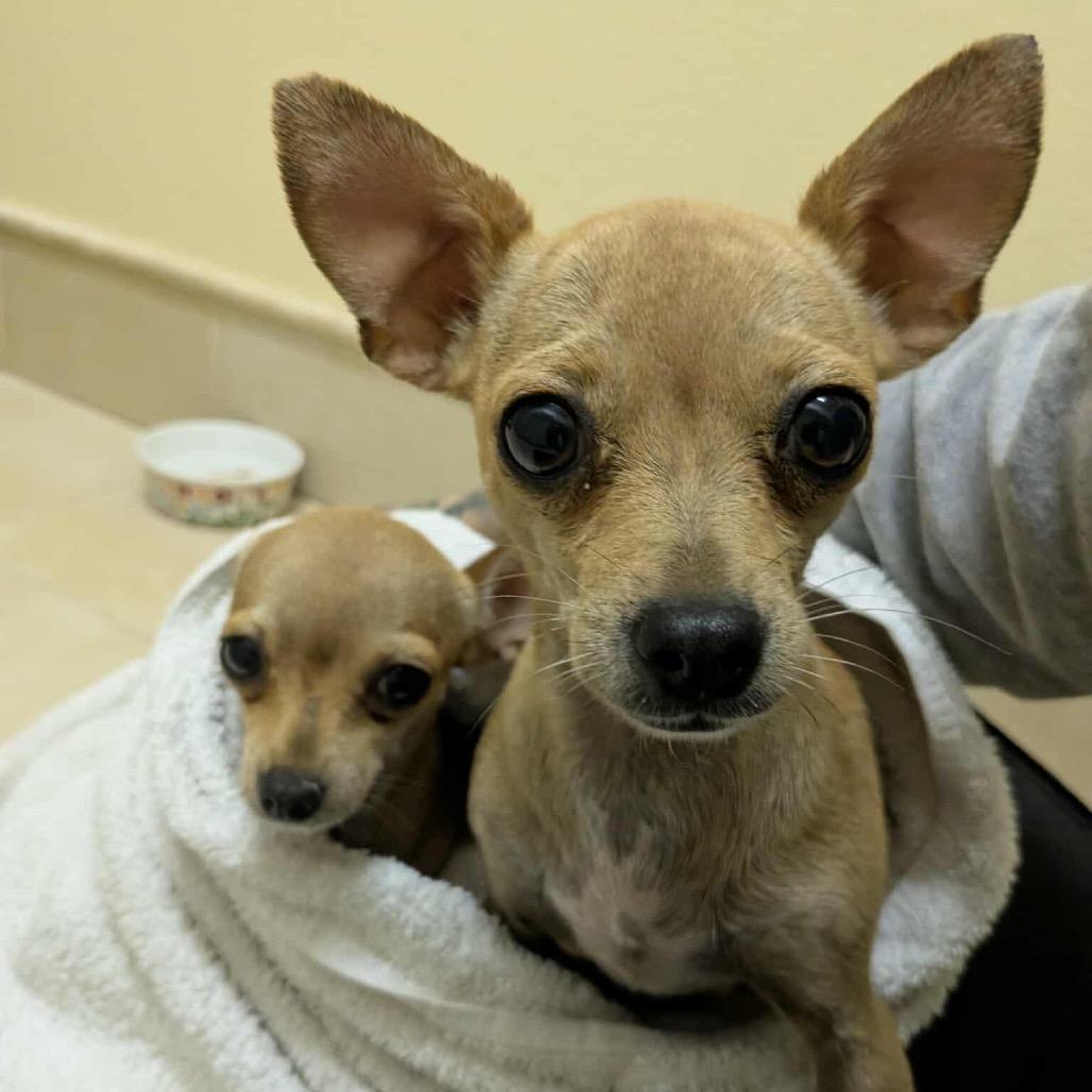 Ginger, adopted, Adult Female Chihuahua.
