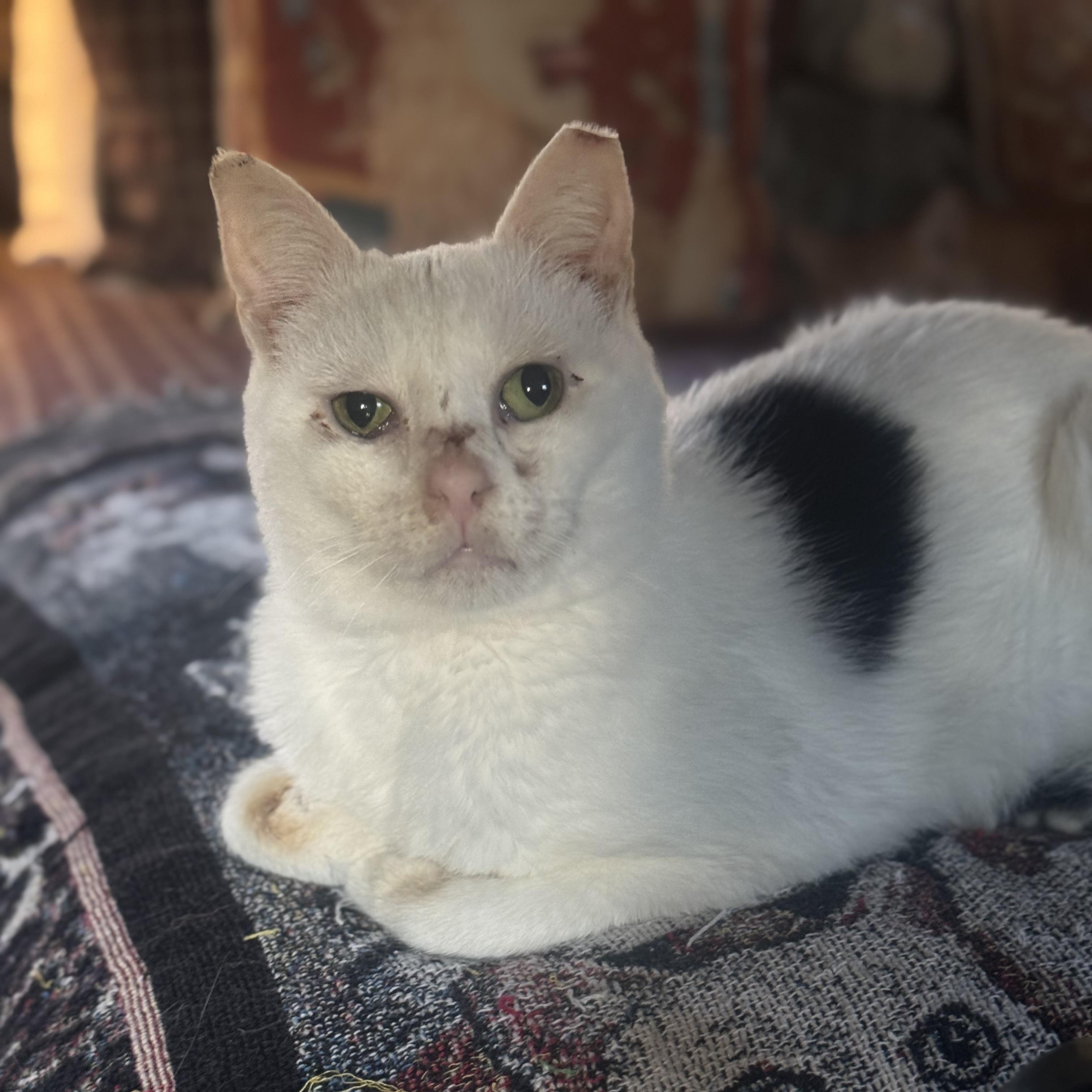 Enlarge Heiko Coming In, a Adoptable Domestic Short Hair in Clifton, NJ image 3/3