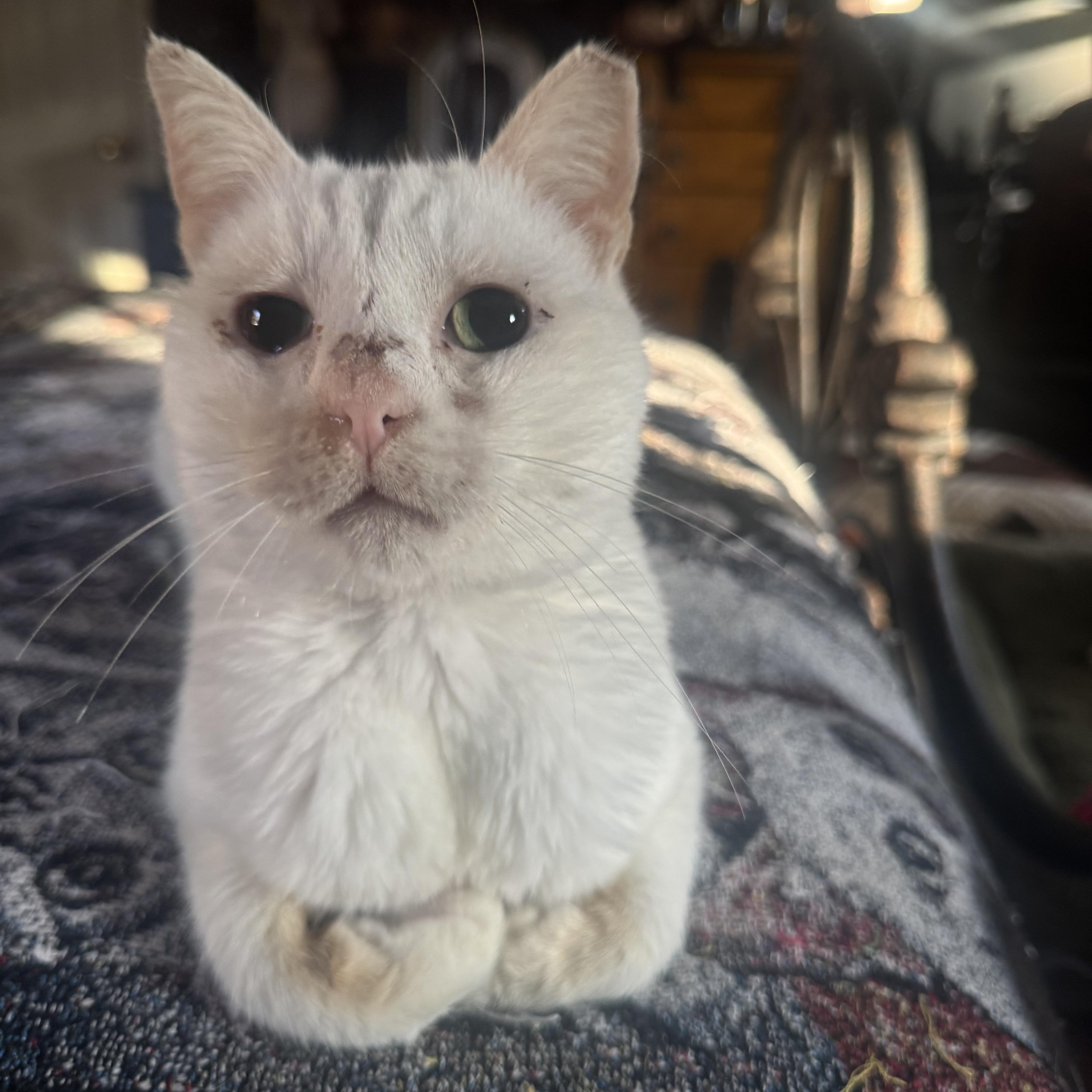 Heiko Coming In, Adoptable, Adult Male Domestic Short Hair.
