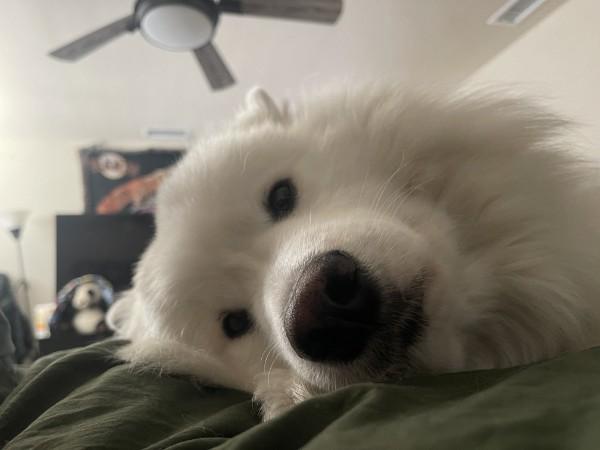 Enlarge Niko, a Adoptable Samoyed in San Rafael, CA image 4/5