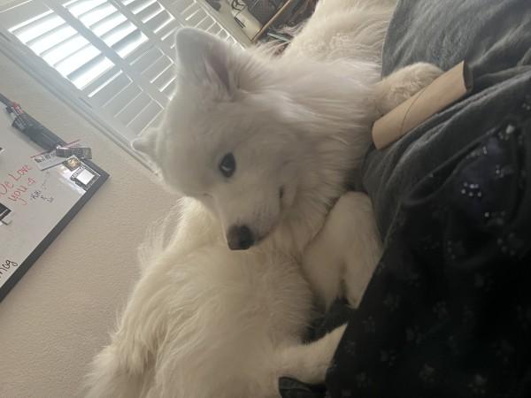 Enlarge Niko, a Adoptable Samoyed in San Rafael, CA image 2/5