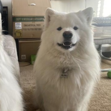 Niko, Adoptable, Adult Male Samoyed.