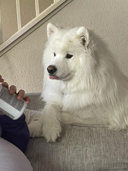 Enlarge Niko, a Adoptable Samoyed in San Rafael, CA image 3/5