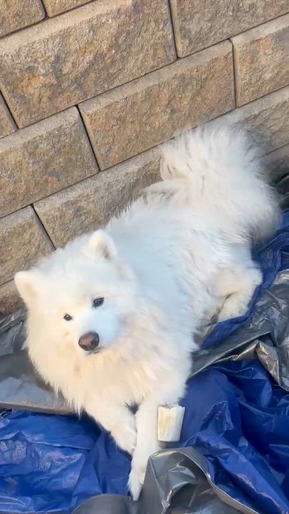 Enlarge Niko, a Adoptable Samoyed in San Rafael, CA video 5/5
