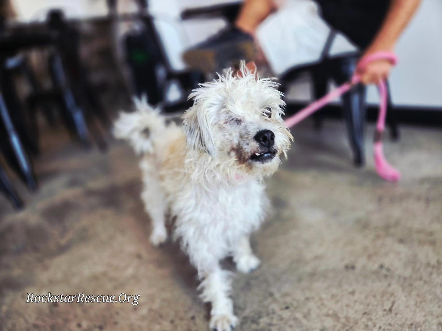 Lisa "Left Eye" Lopes, a Adopted mixed breed in Phoenix, AZ image 3/3