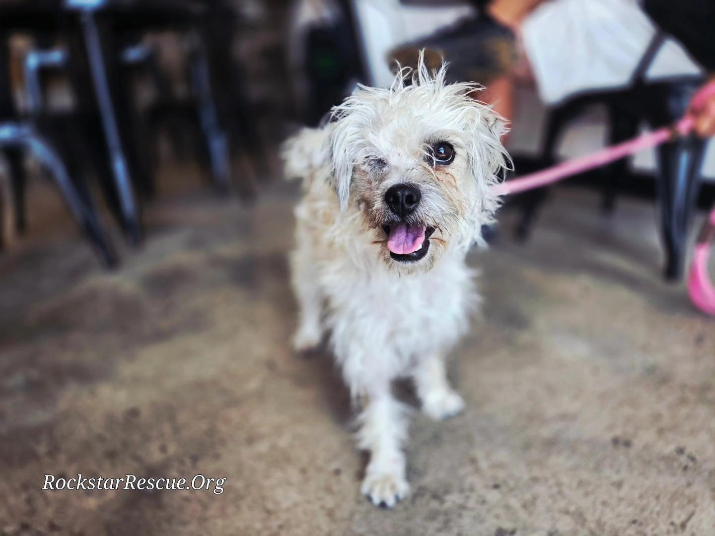 Lisa "Left Eye" Lopes, a Adopted mixed breed in Phoenix, AZ image 2/3