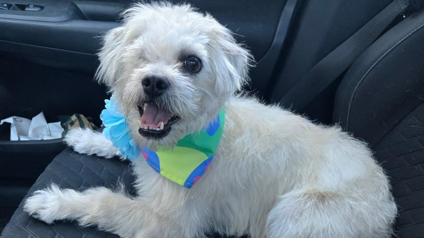 Lisa "Left Eye" Lopes, Adopted, Young Female Cairn Terrier.