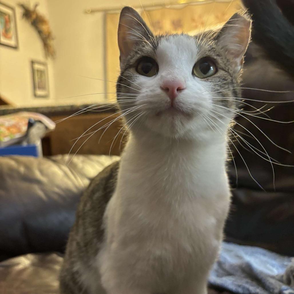 Breezy, Adoptable, Young Female Domestic Short Hair.