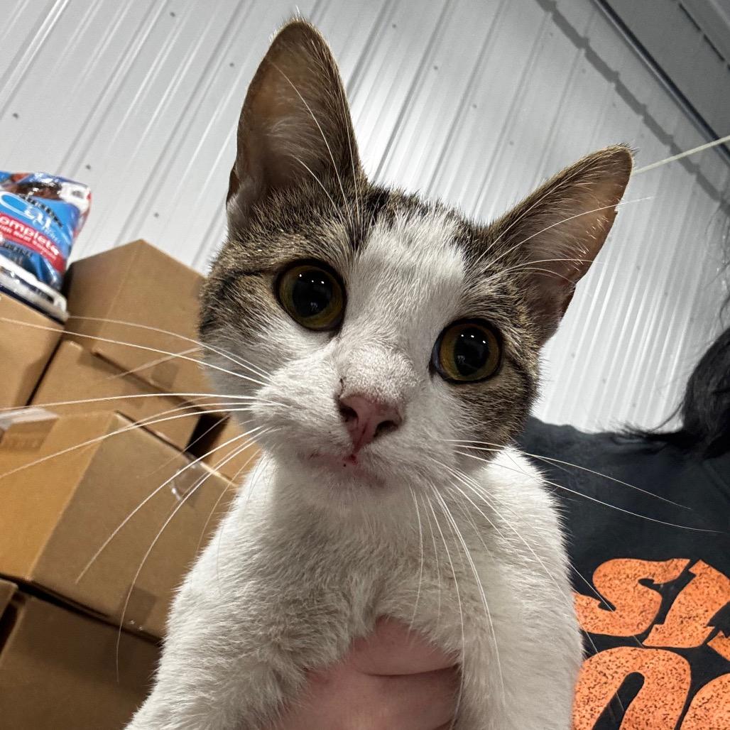 Breezy, Adoptable, Young Female Domestic Short Hair.