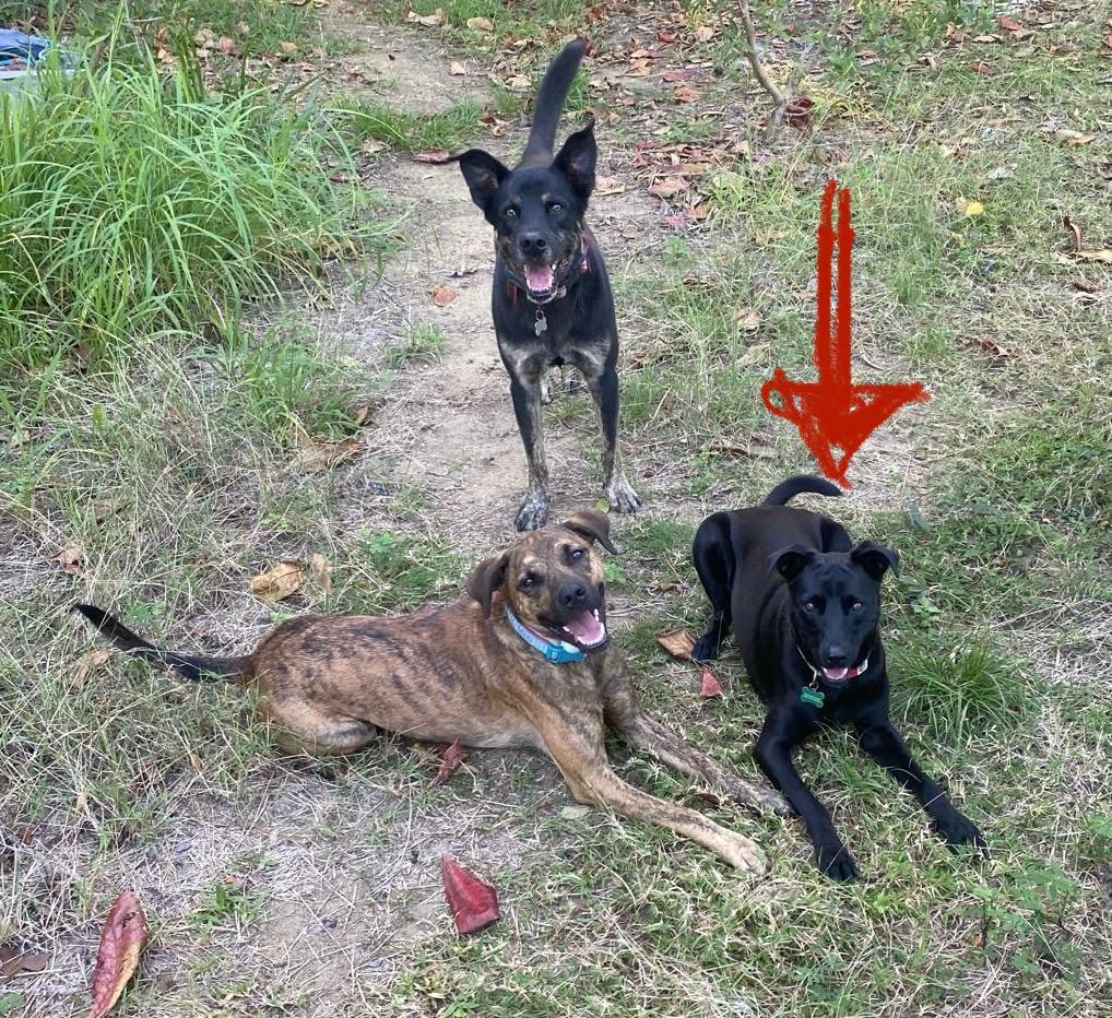 Enlarge Super Salma!, a ADOPTABLE mixed breed in Milwaukie, OR image 3/6