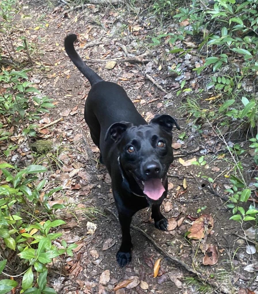 Enlarge Super Salma!, a ADOPTABLE mixed breed in Milwaukie, OR image 4/6