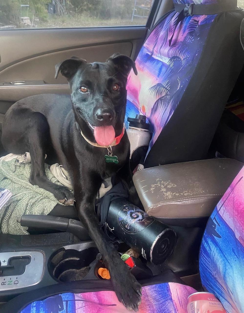 Super Salma!, ADOPTABLE, Adult Female Black Labrador Retriever.