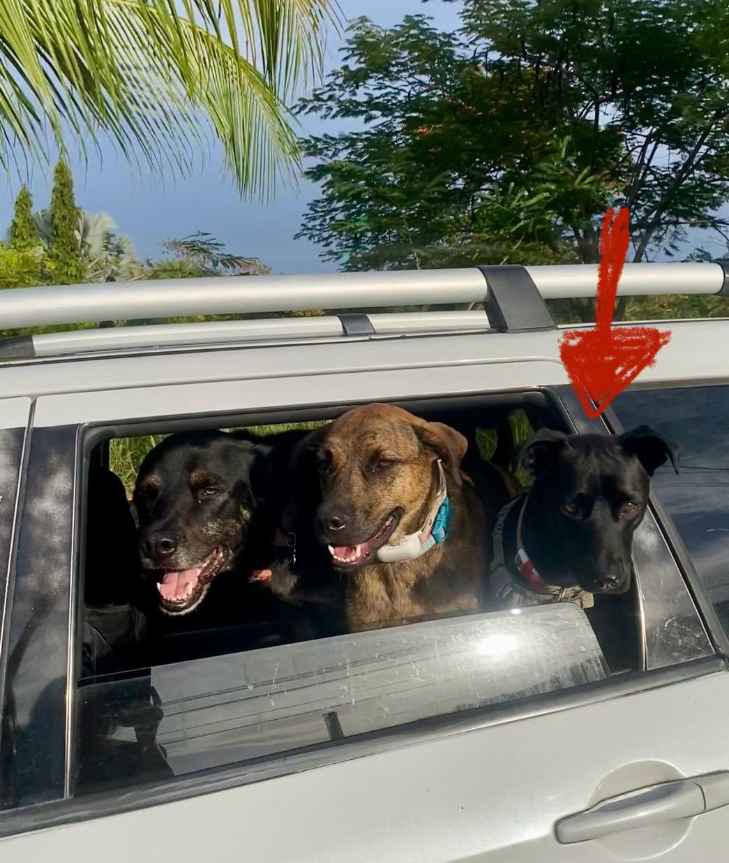 Enlarge Super Salma!, a ADOPTABLE mixed breed in Milwaukie, OR image 6/6