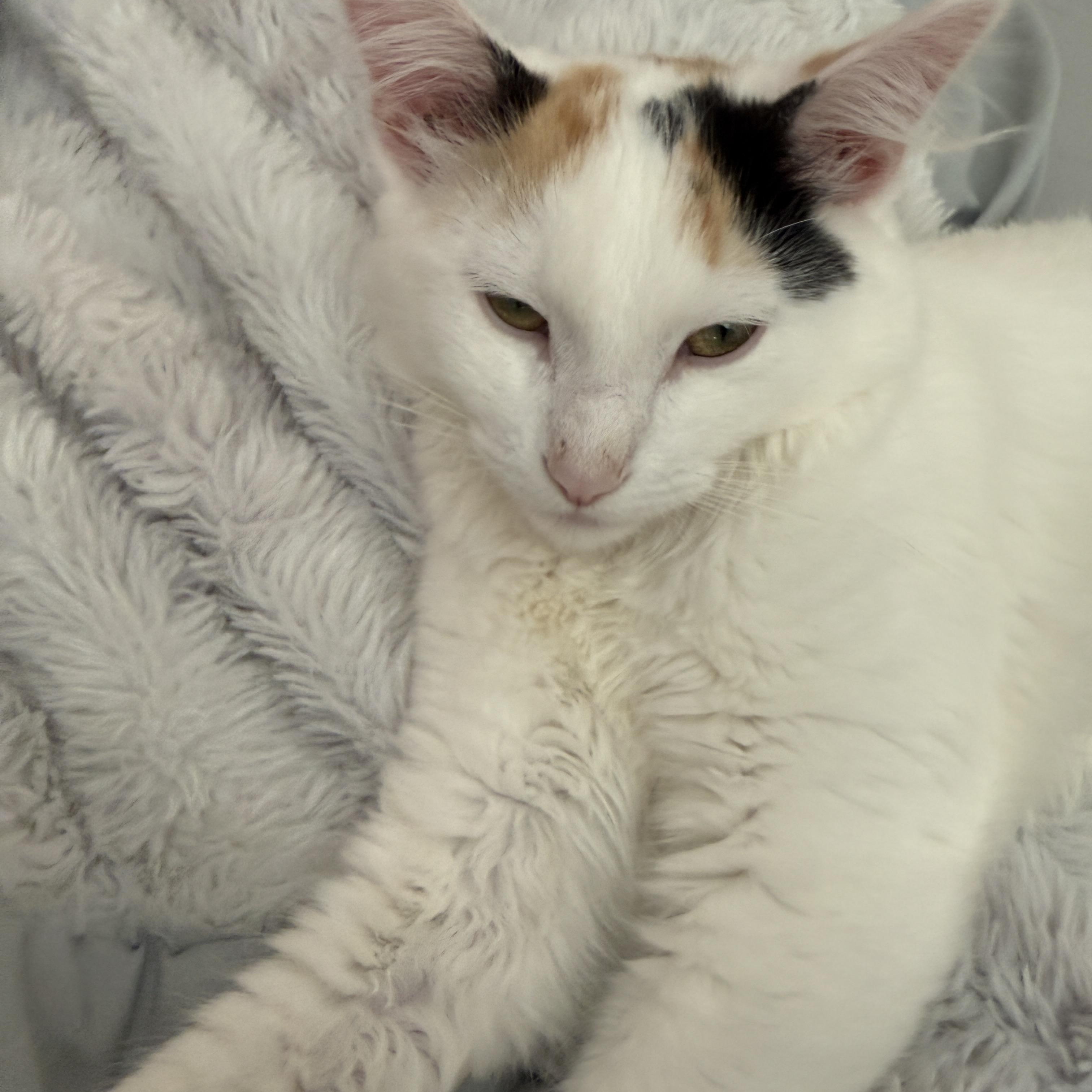 Nova, adopted, Kitten Female Calico.