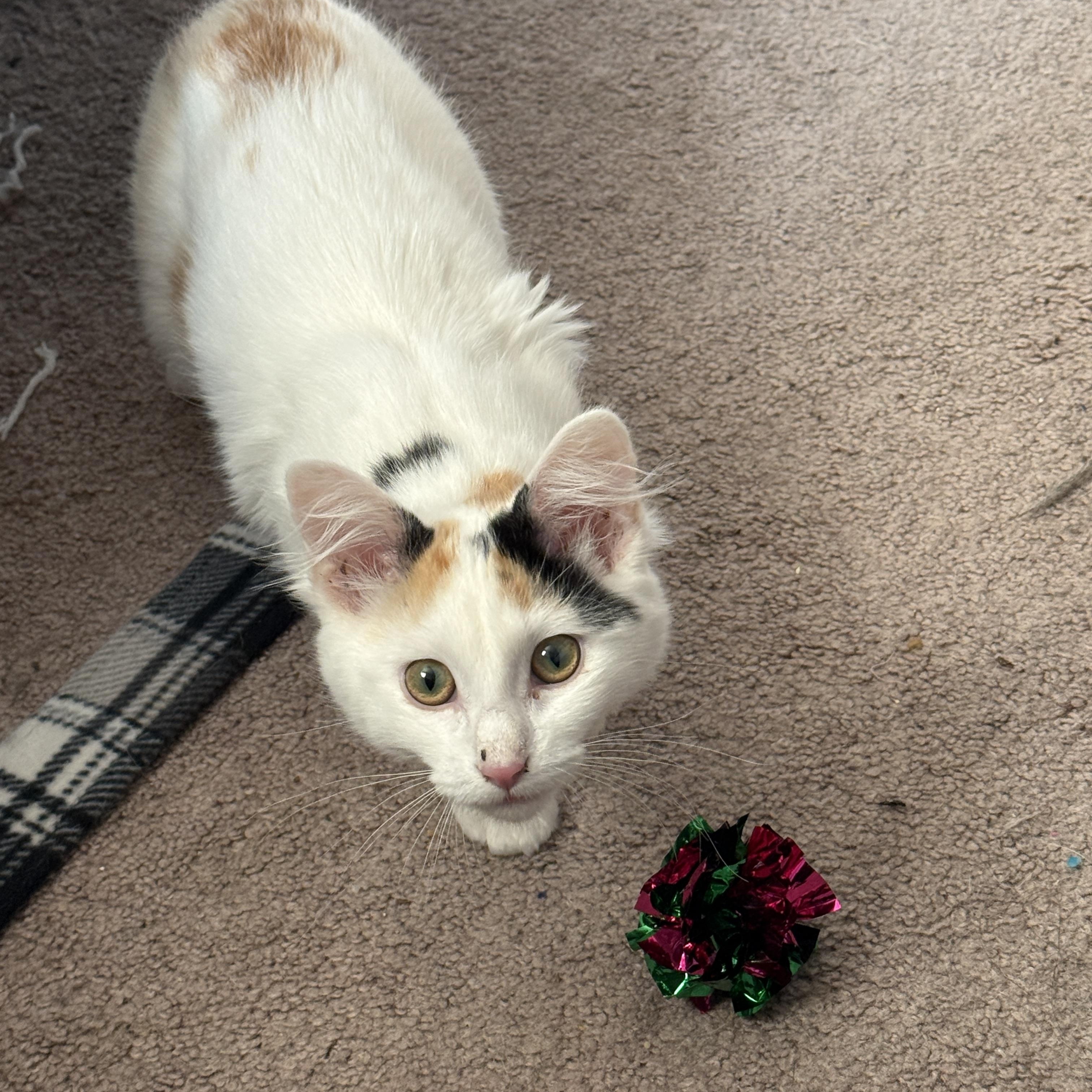 Enlarge Nova, an adopted Calico in Tracy, CA image 2/2