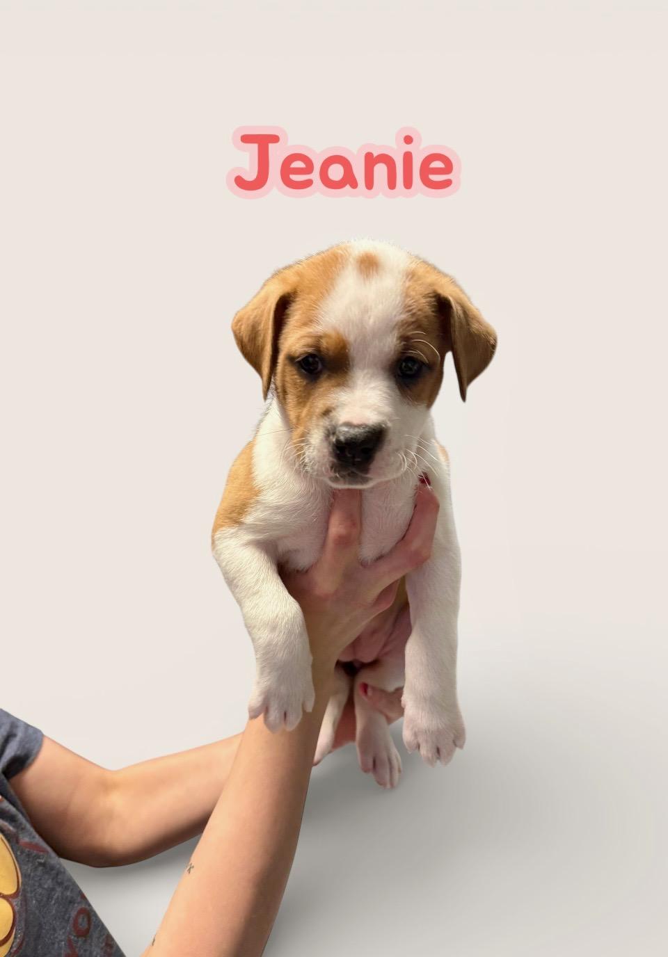 Enlarge J litter Jeanie , a Adoptable mixed breed in South Amboy, NJ image 1/1